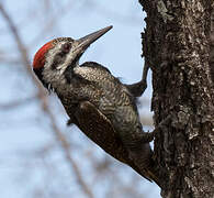 Bearded Woodpecker