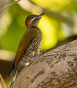 Stripe-cheeked Woodpecker