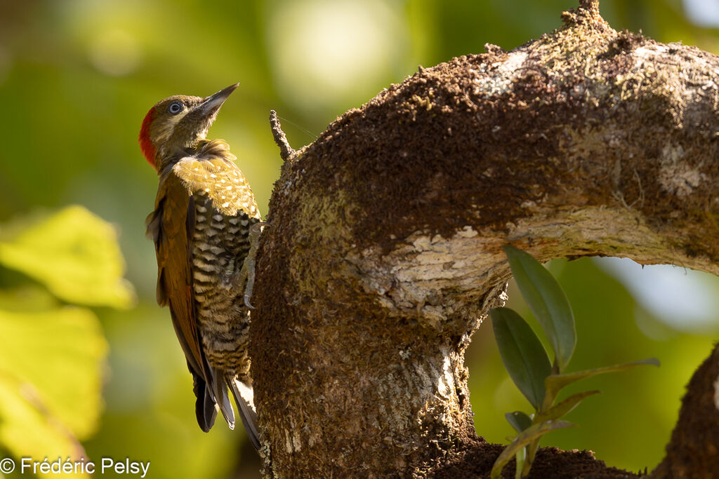 Stripe-cheeked Woodpecker female