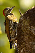 Stripe-cheeked Woodpecker