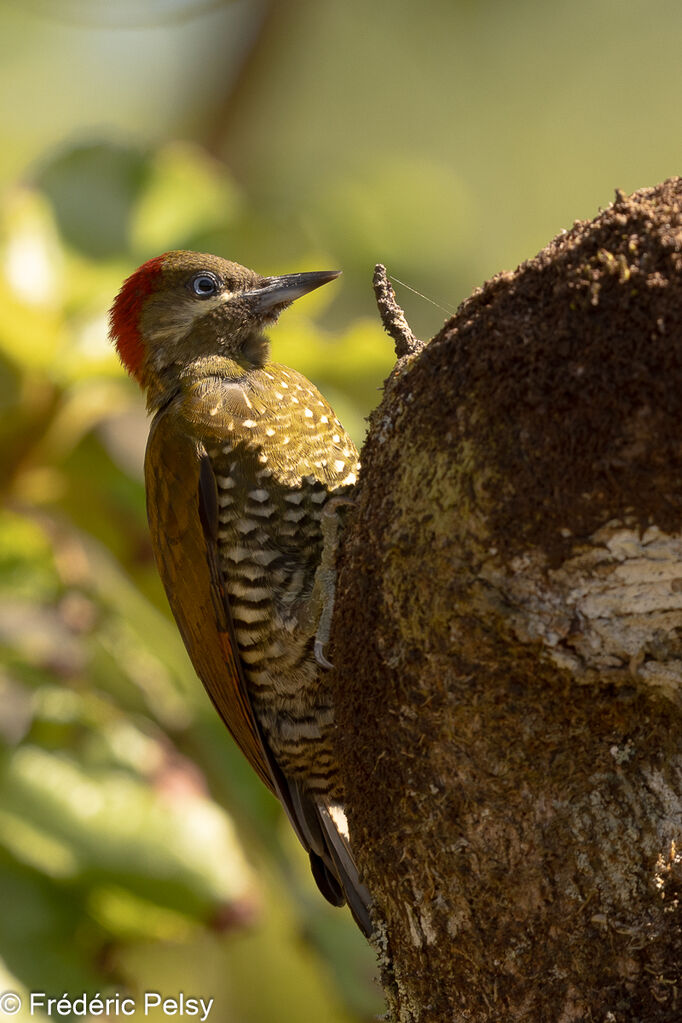 Stripe-cheeked Woodpecker female