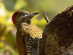 Stripe-cheeked Woodpecker