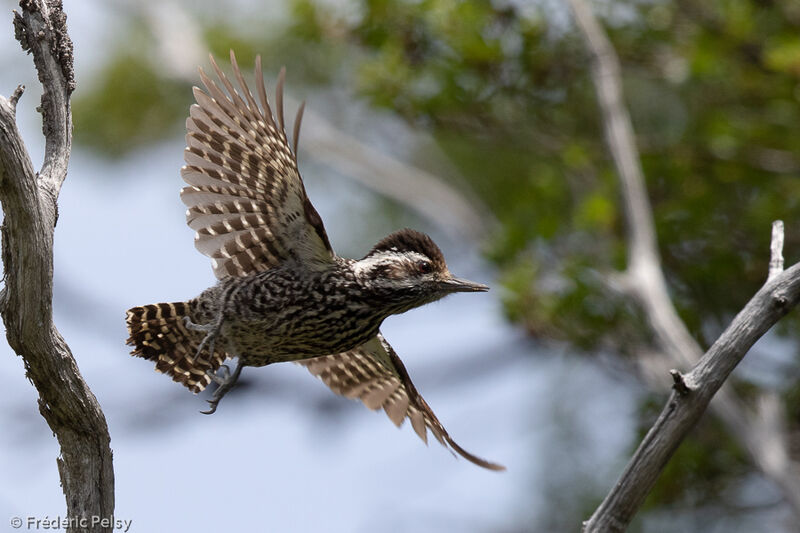 Striped Woodpecker, Flight