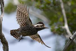 Striped Woodpecker