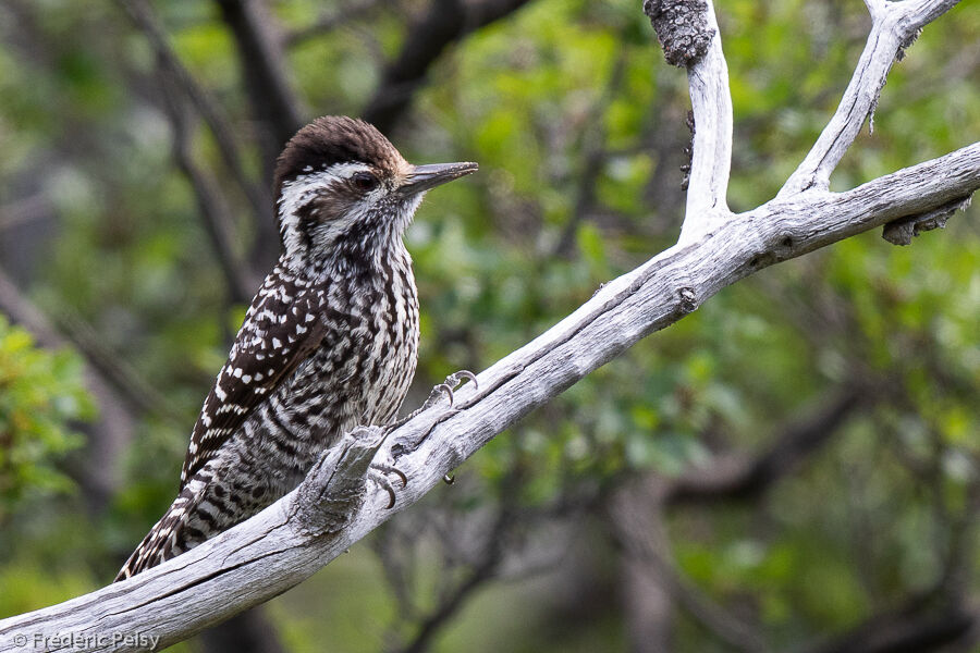 Striped Woodpecker