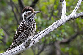 Striped Woodpecker