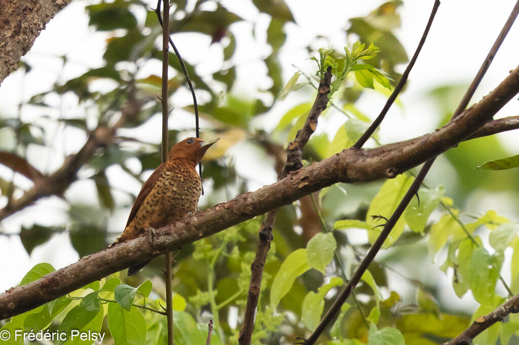 Cinnamon Woodpecker