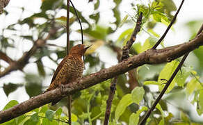 Cinnamon Woodpecker