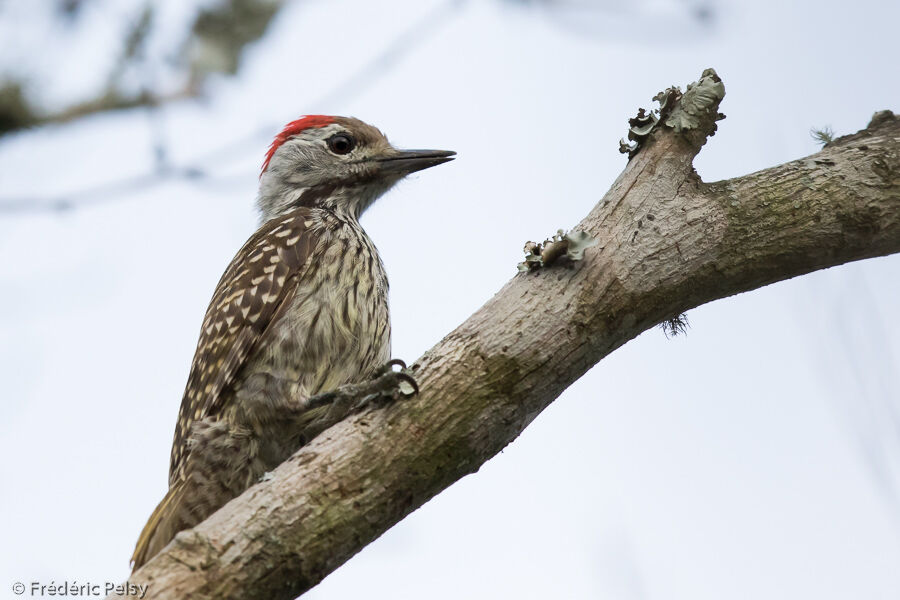 Cardinal Woodpecker male adult