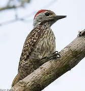 Cardinal Woodpecker