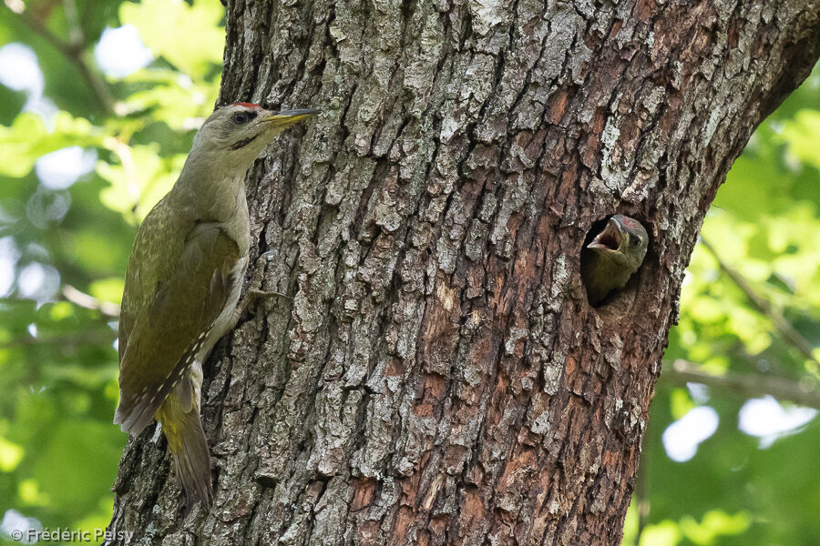 Grey-headed Woodpecker male adult