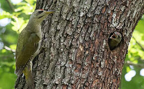 Grey-headed Woodpecker