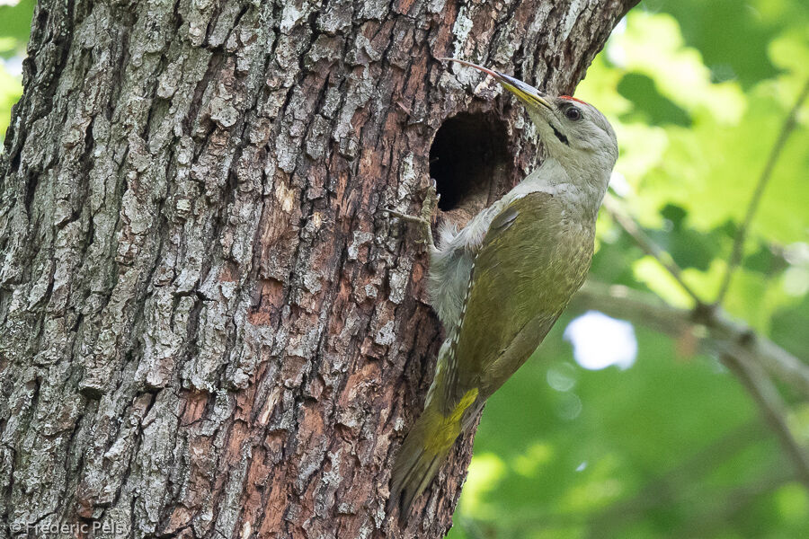 Grey-headed Woodpecker male adult