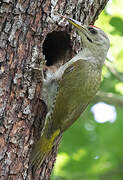 Grey-headed Woodpecker