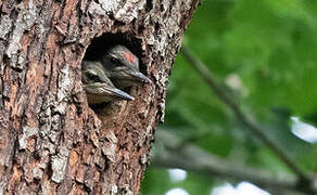 Grey-headed Woodpecker