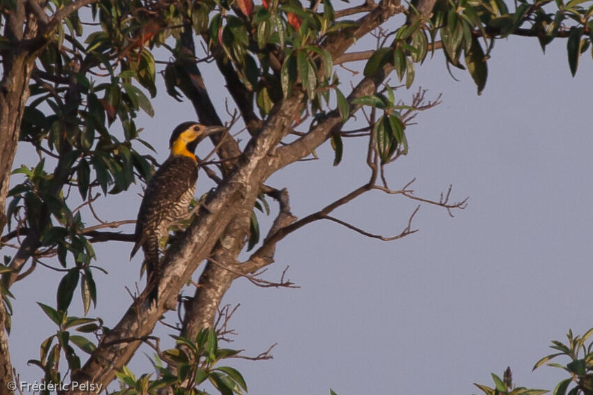 Campo Flicker