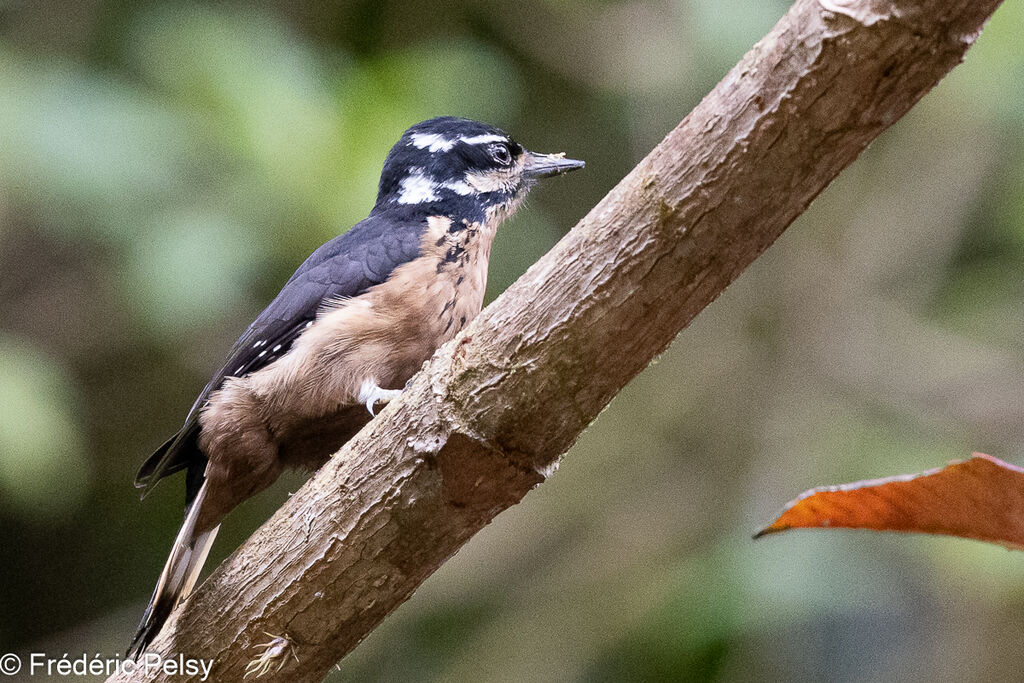 Hairy Woodpecker