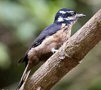 Hairy Woodpecker