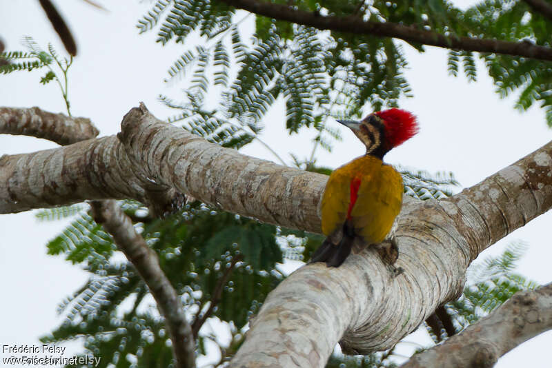 Spot-throated Flameback male adult