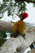 Spot-throated Flameback