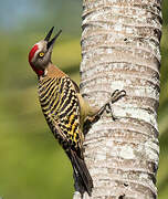 Hispaniolan Woodpecker