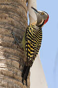 Hispaniolan Woodpecker