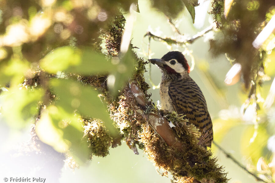 Spot-breasted Woodpecker