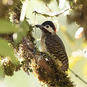 Spot-breasted Woodpecker