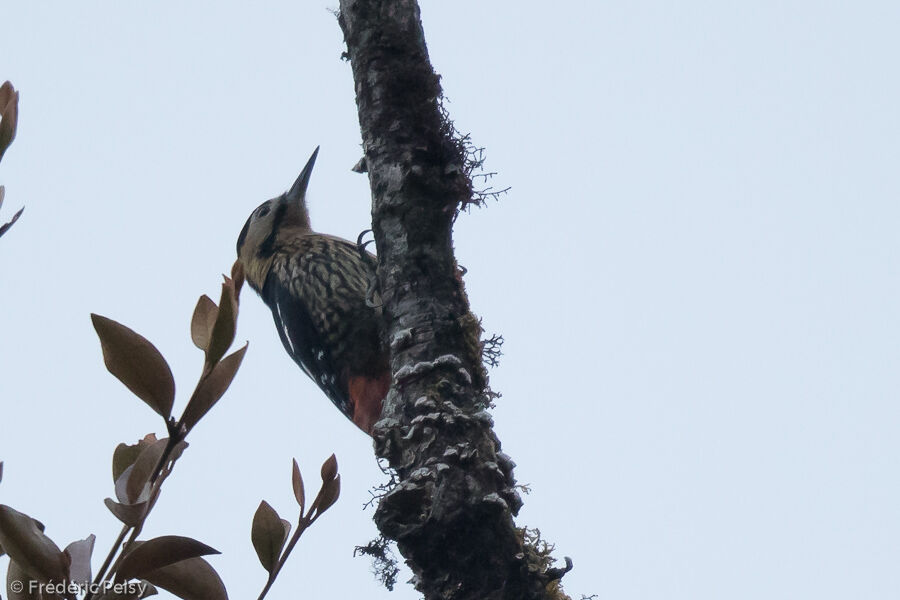 Darjeeling Woodpecker