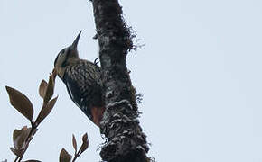 Darjeeling Woodpecker