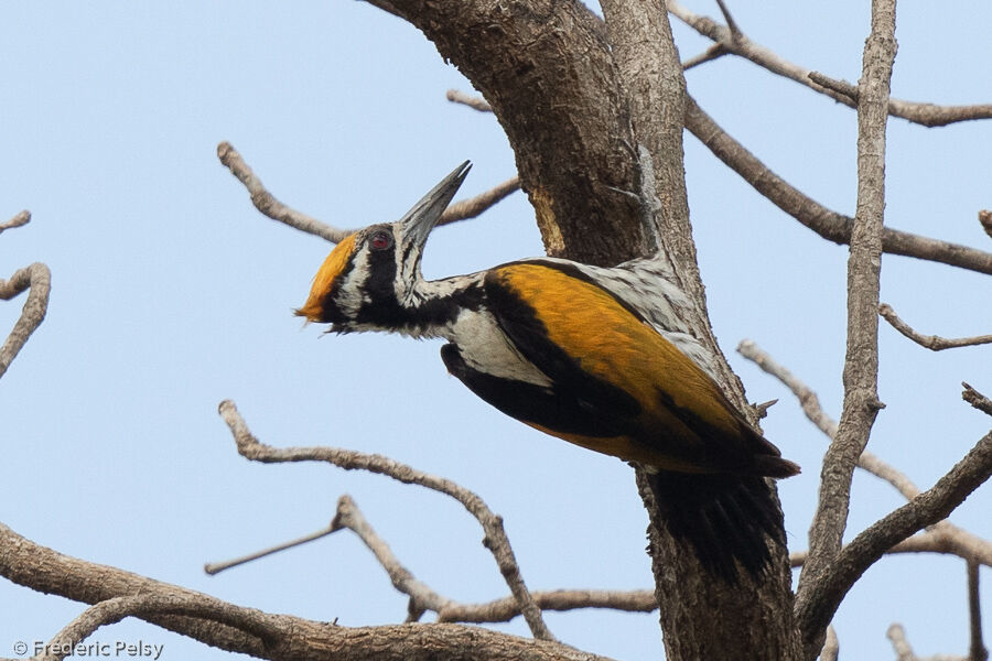 White-naped Woodpecker female adult