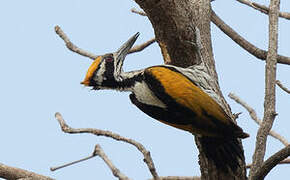 White-naped Woodpecker