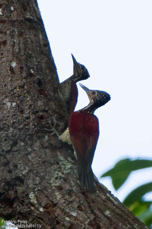 Luzon Flamebackadult