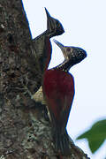 Luzon Flameback