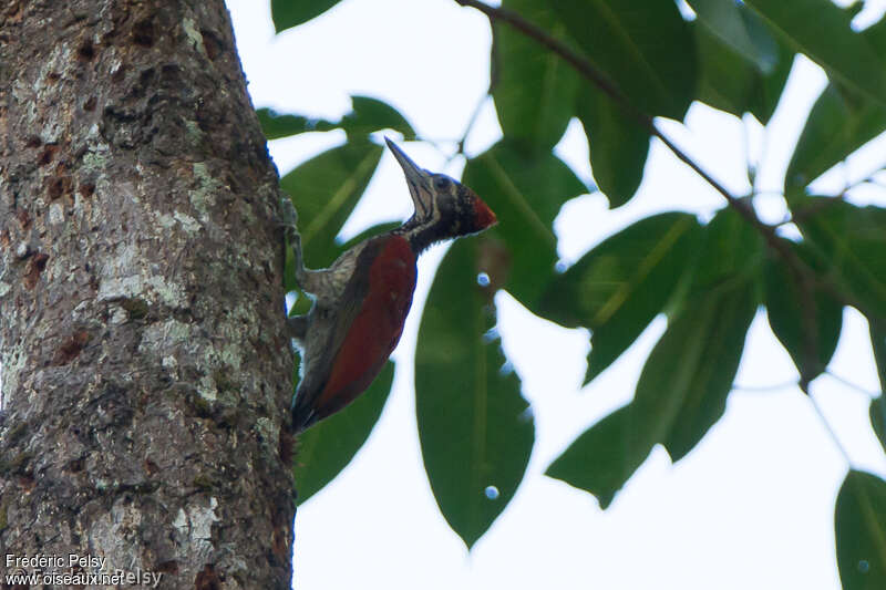 Luzon Flameback male adult