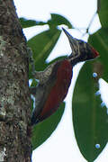 Luzon Flameback