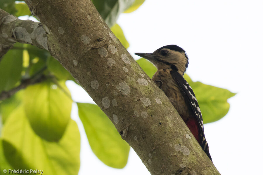 Fulvous-breasted Woodpecker female adult