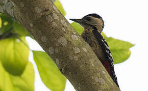 Fulvous-breasted Woodpecker