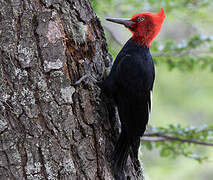 Magellanic Woodpecker