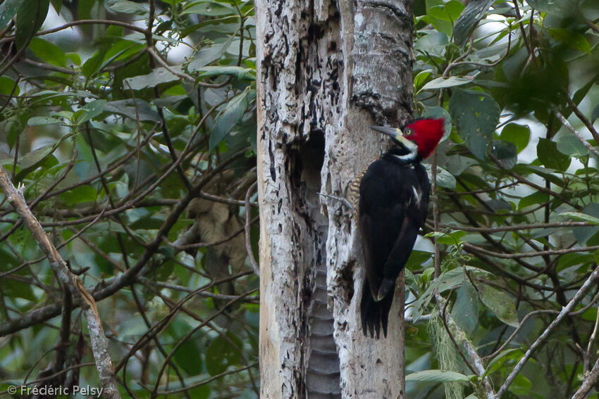 Crimson-crested Woodpecker female adult