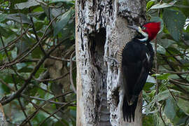 Crimson-crested Woodpecker