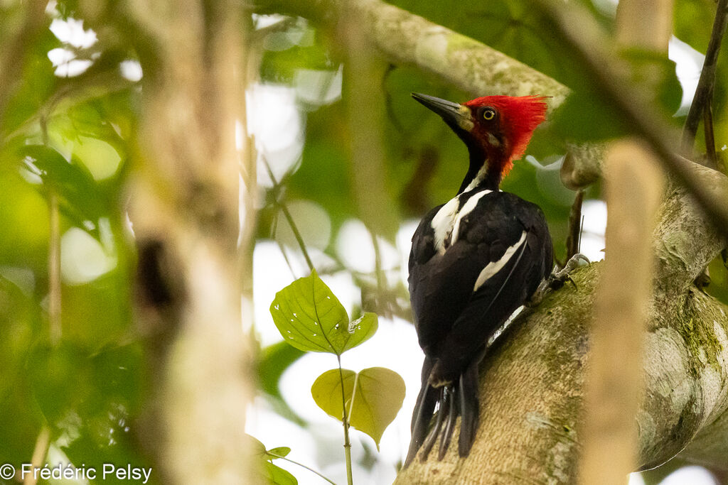 Crimson-crested Woodpecker