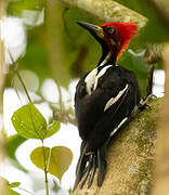 Crimson-crested Woodpecker