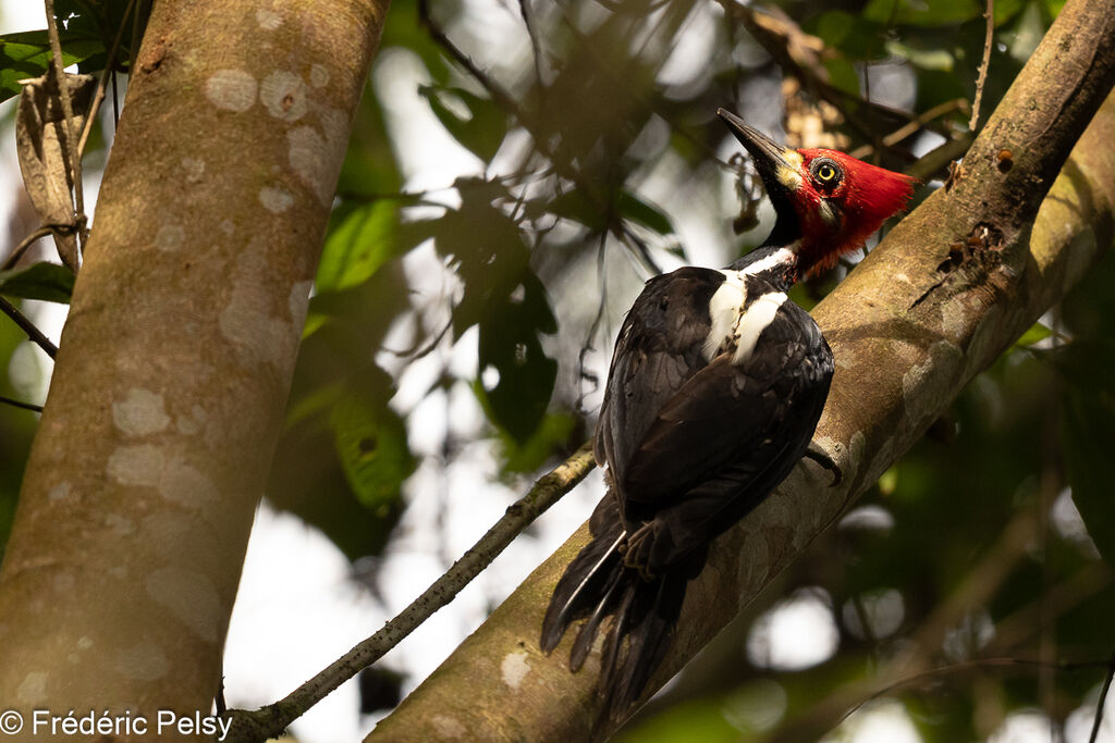 Crimson-crested Woodpecker