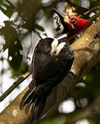 Crimson-crested Woodpecker