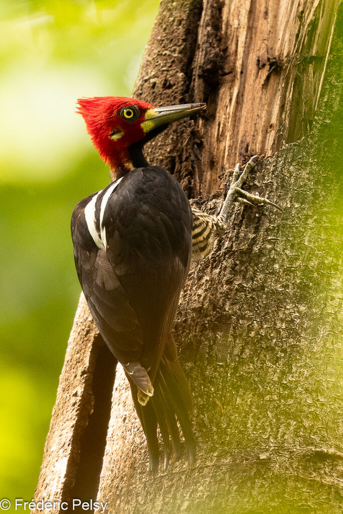 Crimson-crested Woodpecker