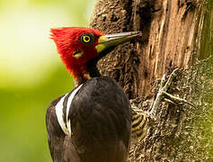 Crimson-crested Woodpecker