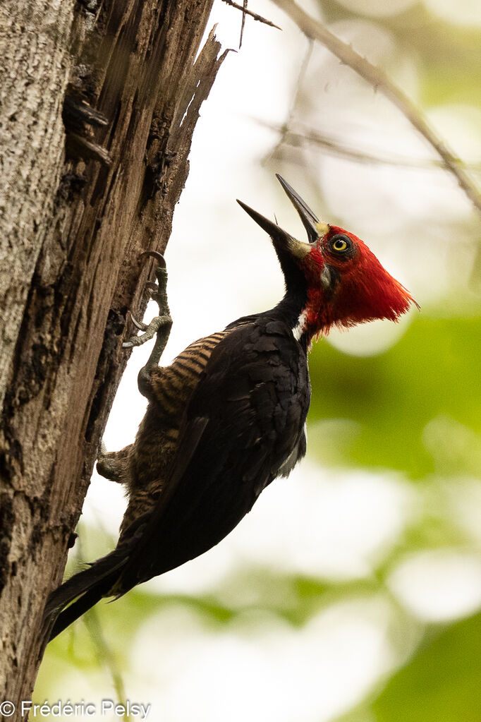 Crimson-crested Woodpecker