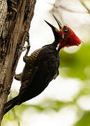 Crimson-crested Woodpecker