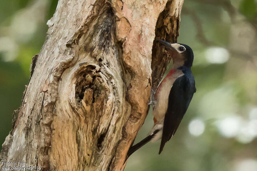 Pic de Porto Rico femelle adulte, identification